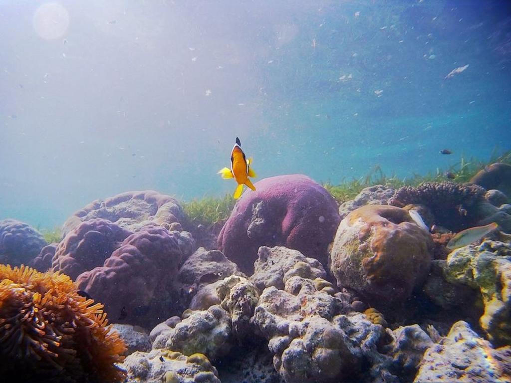 Alvi Star Inn Thulhaadhoo Eksteriør bilde